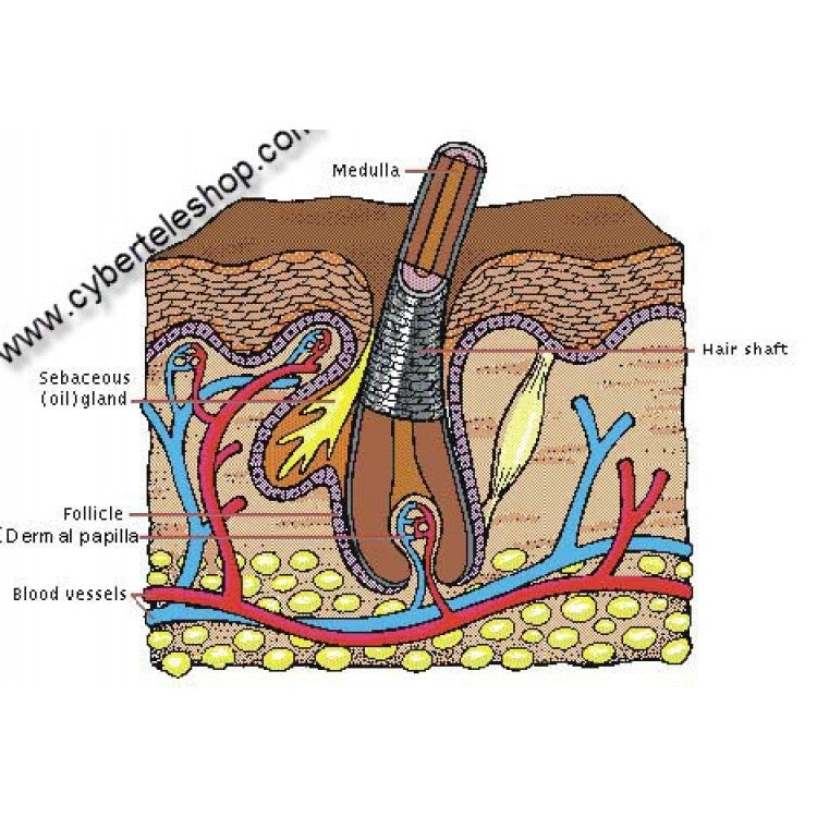 Hair Building Fiber Oil Pakistan